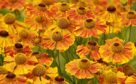HELENIUM_1_hybride_Waltraut_juin_09_0587