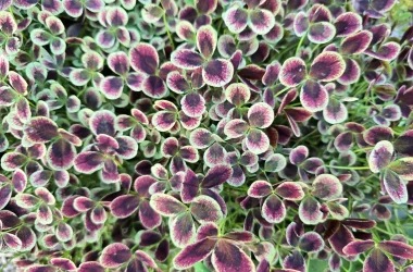 TRIFOLIUM